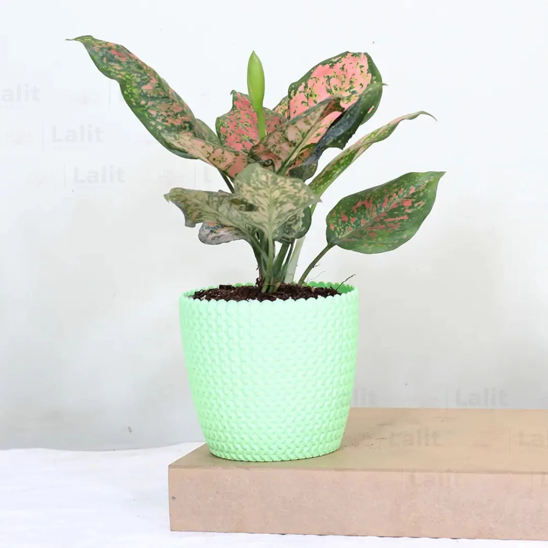 Buy Aglaonema 'Pink Beauty' - Plant Online at Lalitenterprise
