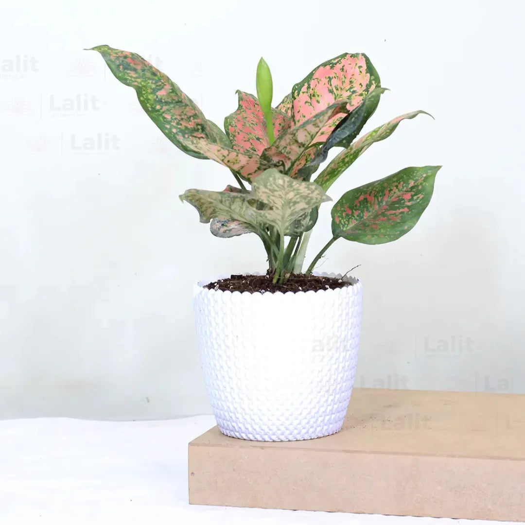 Buy Aglaonema 'Pink Beauty' - Plant Online at Lalitenterprise
