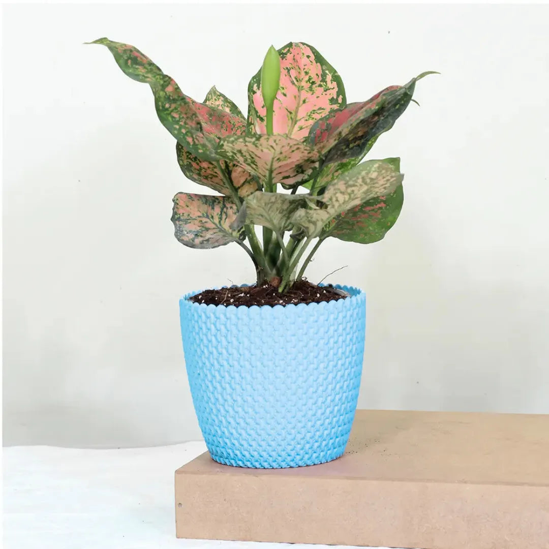 Buy Aglaonema 'Pink Beauty' - Plant Online at Lalitenterprise
