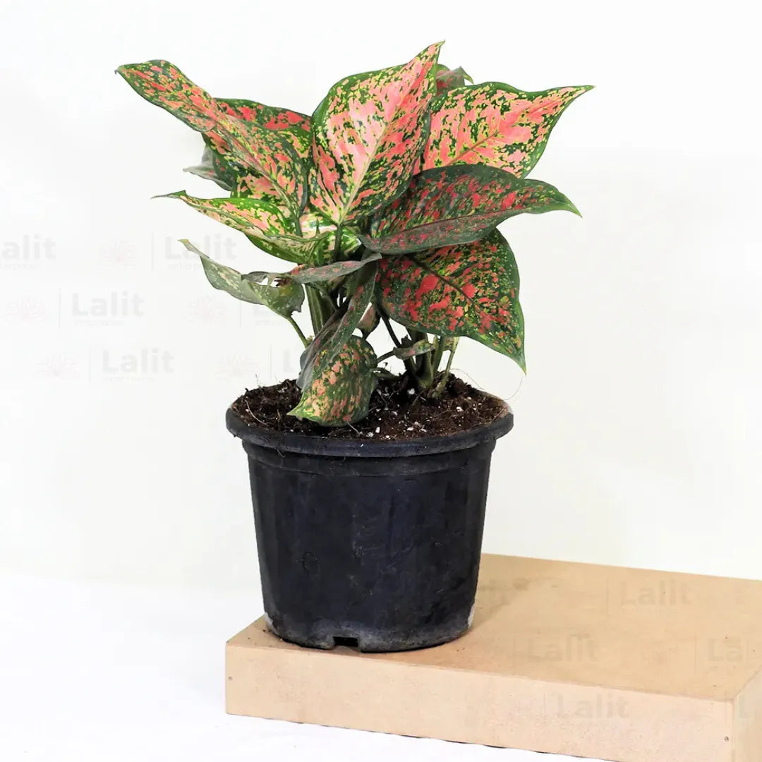 Buy Aglaonema 'Pink Beauty' - Plant Online at Lalitenterprise
