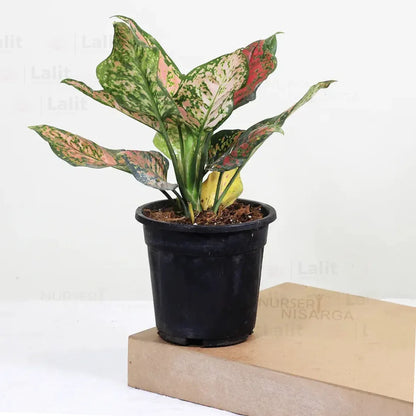 Buy Aglaonema 'Pink Beauty' - Plant Online at Lalitenterprise
