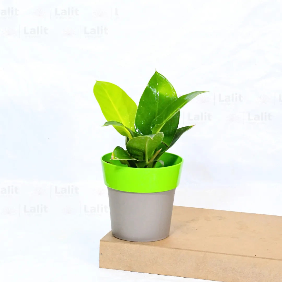 Buy Philodendron Moonshine / Moonlight - Plant Online at Lalitenterprise