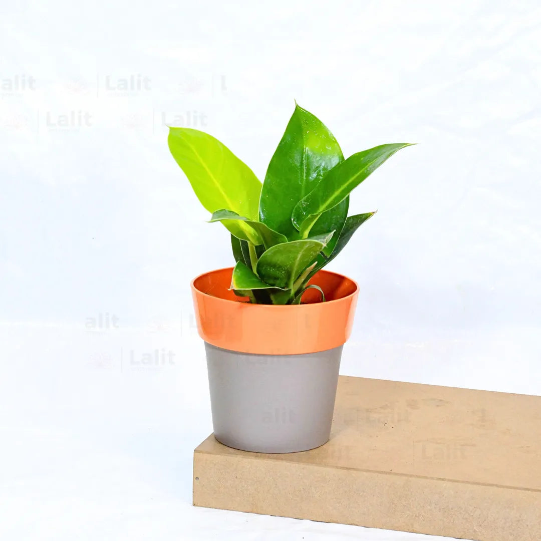 Buy Philodendron Moonshine / Moonlight - Plant Online at Lalitenterprise