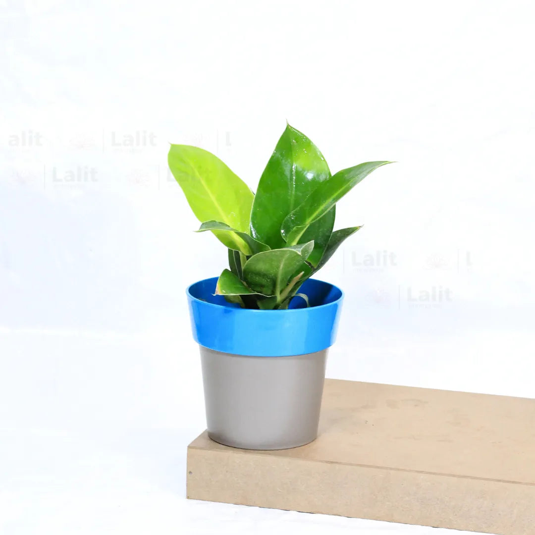 Buy Philodendron Moonshine / Moonlight - Plant Online at Lalitenterprise