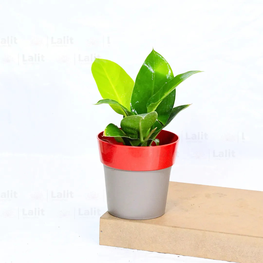 Buy Philodendron Moonshine / Moonlight - Plant Online at Lalitenterprise