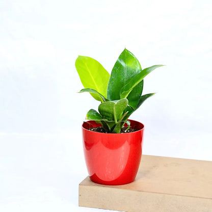 Buy Philodendron Moonshine / Moonlight - Plant Online at Lalitenterprise
