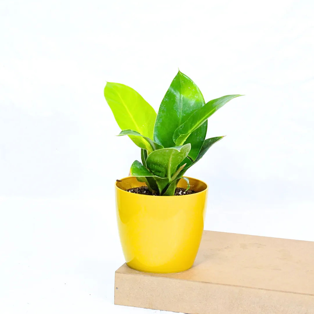 Buy Philodendron Moonshine / Moonlight - Plant Online at Lalitenterprise
