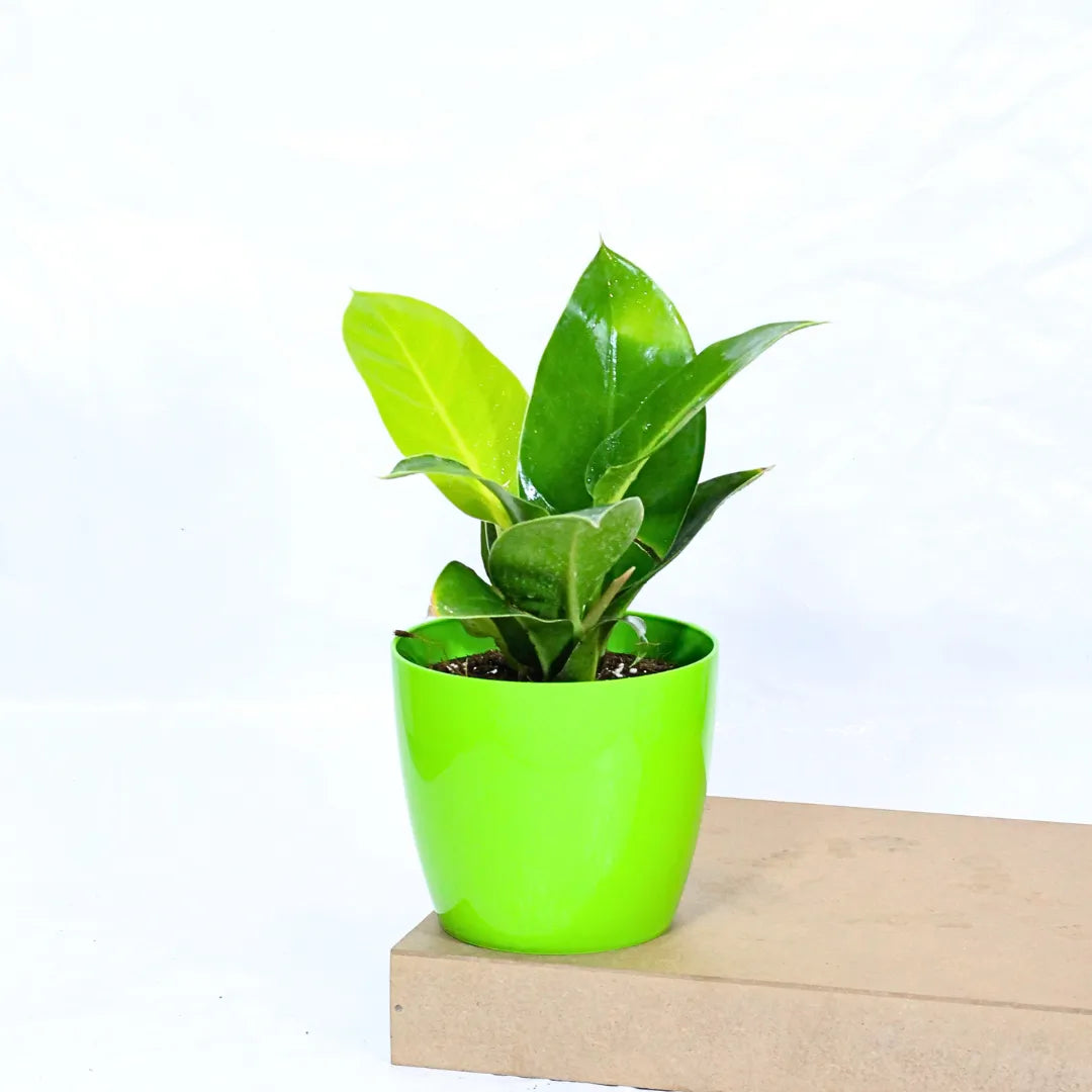 Buy Philodendron Moonshine / Moonlight - Plant Online at Lalitenterprise
