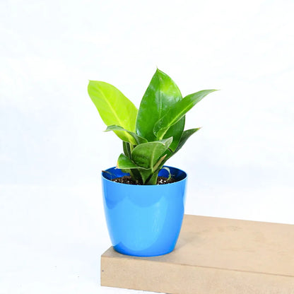 Buy Philodendron Moonshine / Moonlight - Plant Online at Lalitenterprise
