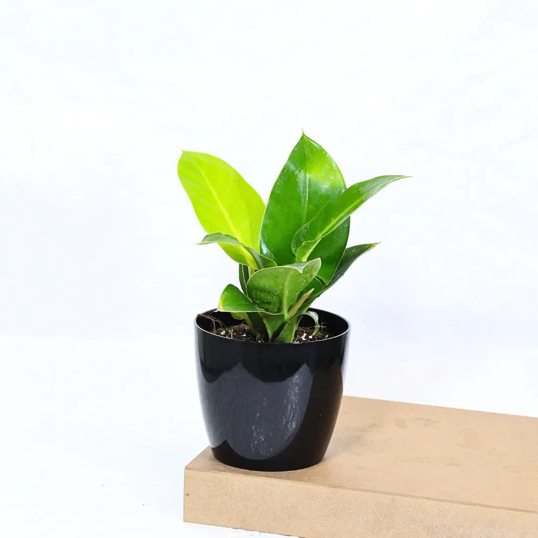 Buy Philodendron Moonshine / Moonlight - Plant Online at Lalitenterprise
