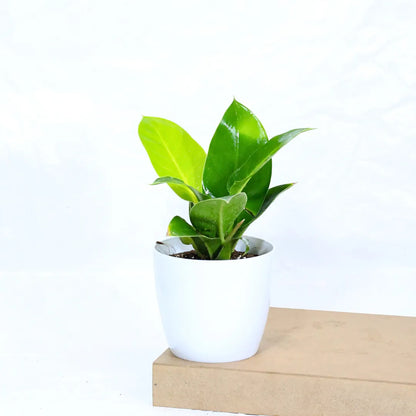 Buy Philodendron Moonshine / Moonlight - Plant Online at Lalitenterprise
