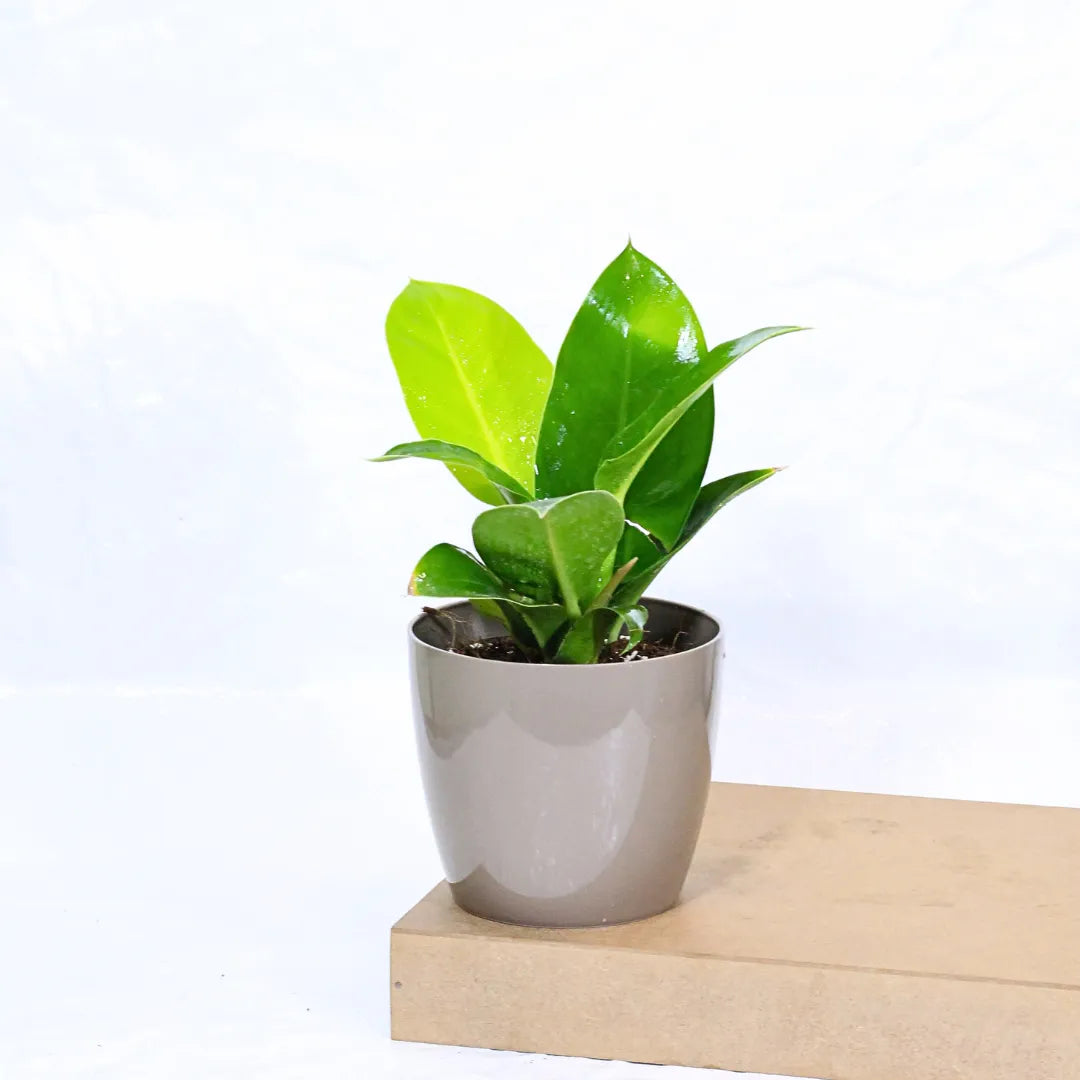 Buy Philodendron Moonshine / Moonlight - Plant Online at Lalitenterprise
