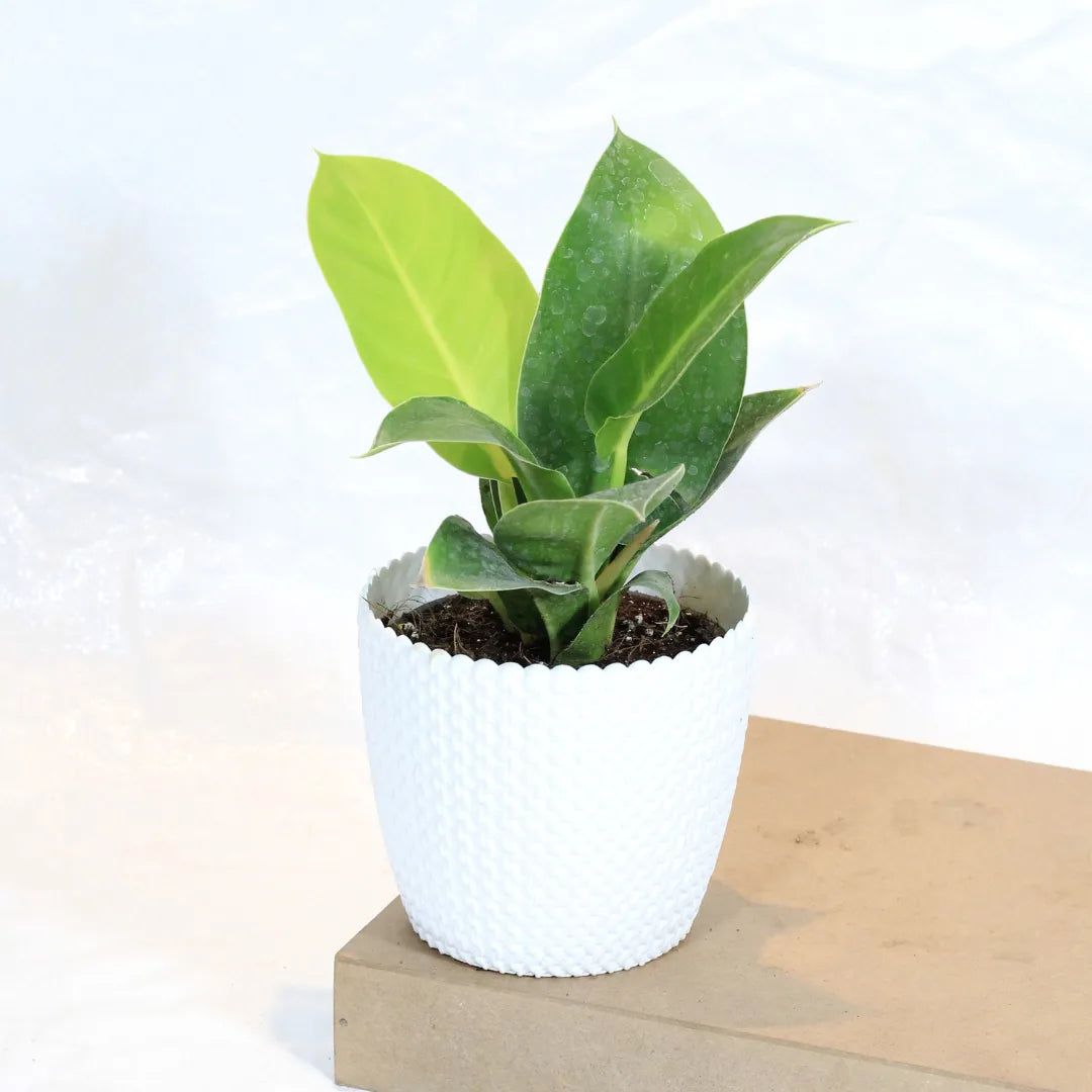 philodendron moonshine care Philodendron Moonshine / Moonlight