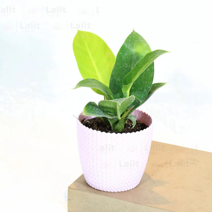 Buy Philodendron Moonshine / Moonlight - Plant Online at Lalitenterprise
