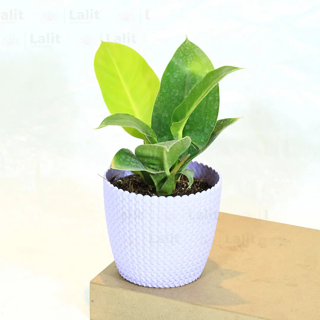 Buy Philodendron Moonshine / Moonlight - Plant Online at Lalitenterprise
