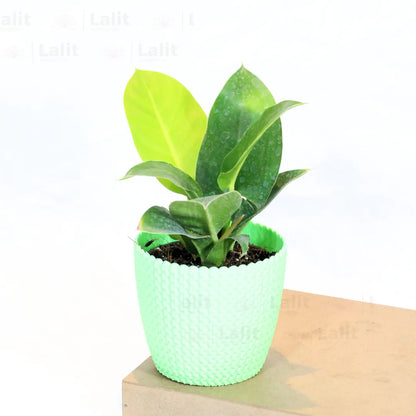 Buy Philodendron Moonshine / Moonlight - Plant Online at Lalitenterprise
