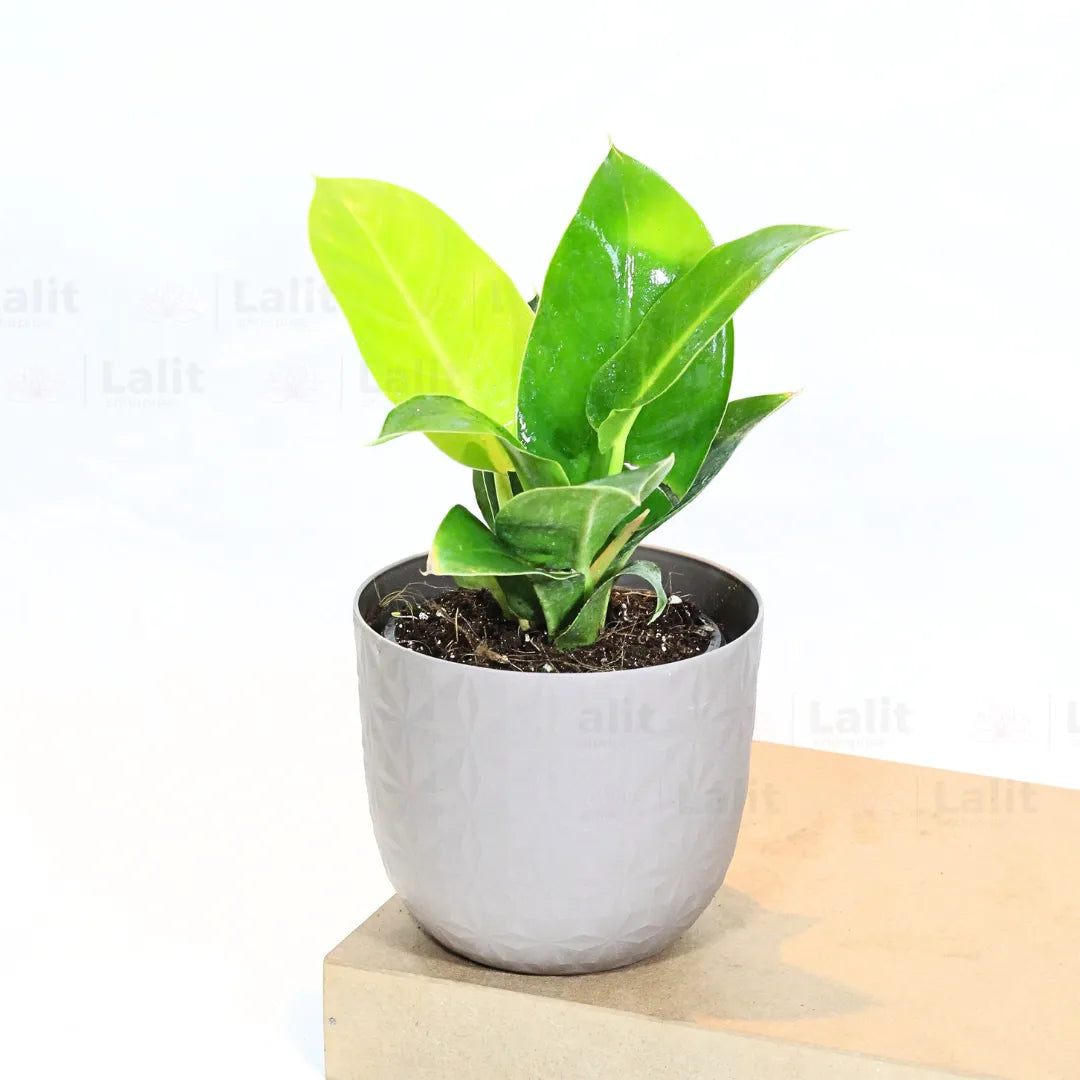 Buy Philodendron Moonshine / Moonlight - Plant Online at Lalitenterprise
