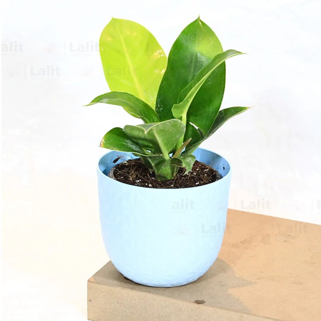 Buy Philodendron Moonshine / Moonlight - Plant Online at Lalitenterprise
