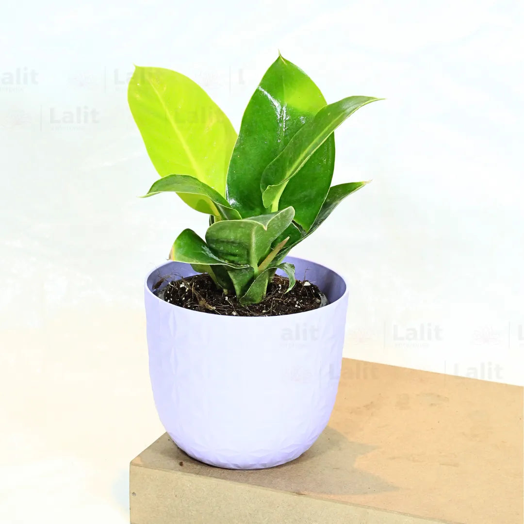 Buy Philodendron Moonshine / Moonlight - Plant Online at Lalitenterprise
