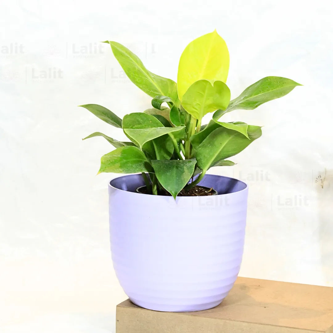 Buy Philodendron Moonshine / Moonlight - Plant Online at Lalitenterprise
