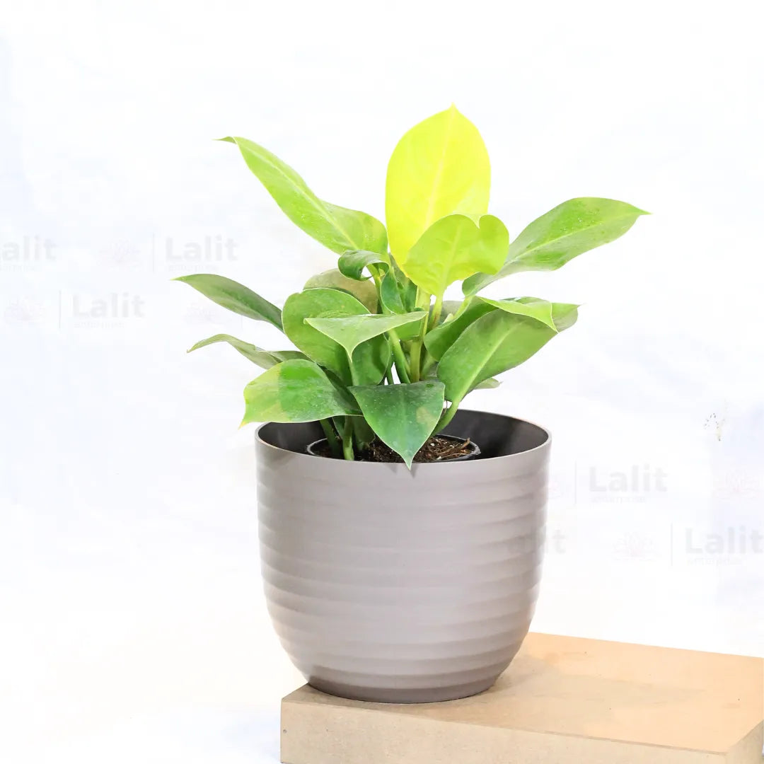 Buy Philodendron Moonshine / Moonlight - Plant Online at Lalitenterprise
