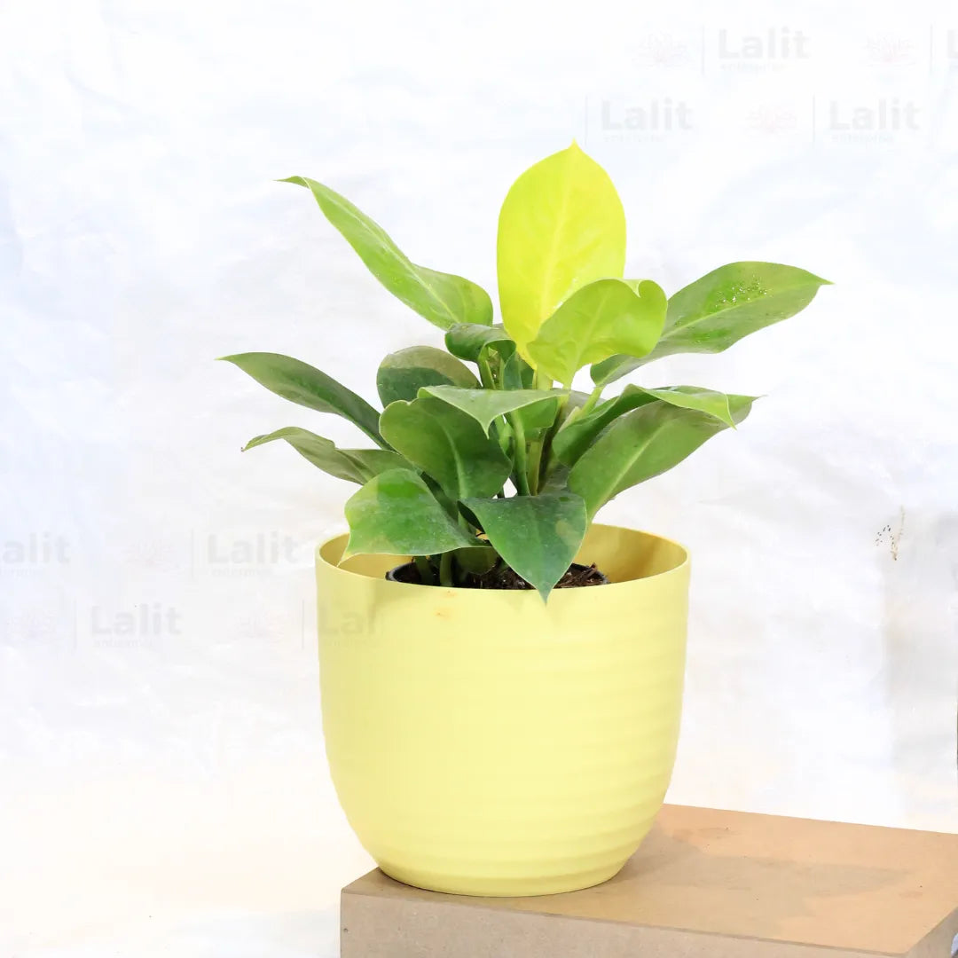 Buy Philodendron Moonshine / Moonlight - Plant Online at Lalitenterprise
