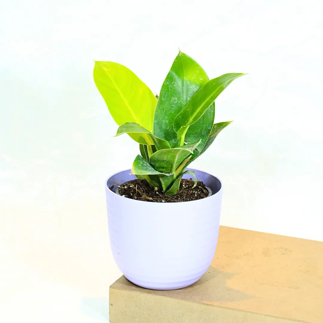 Buy Philodendron Moonshine / Moonlight - Plant Online at Lalitenterprise
