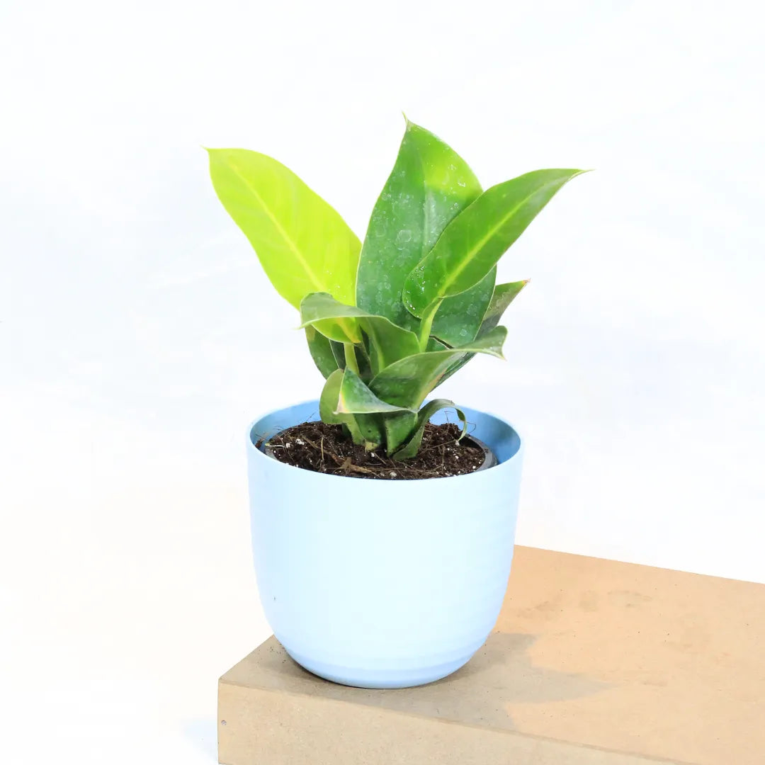 Buy Philodendron Moonshine / Moonlight - Plant Online at Lalitenterprise
