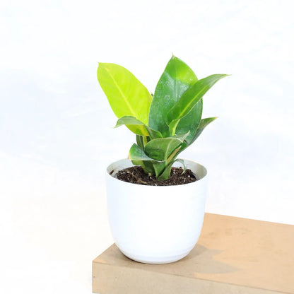 Buy Philodendron Moonshine / Moonlight - Plant Online at Lalitenterprise
