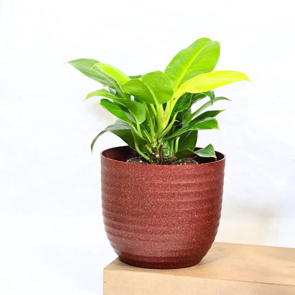 Buy Philodendron Moonshine / Moonlight - Plant Online at Lalitenterprise
