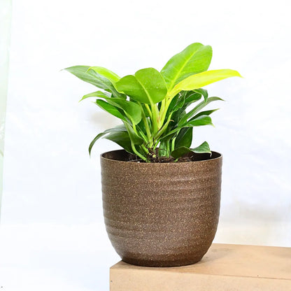 Buy Philodendron Moonshine / Moonlight - Plant Online at Lalitenterprise
