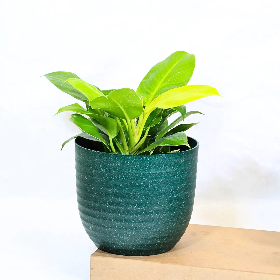 Buy Philodendron Moonshine / Moonlight - Plant Online at Lalitenterprise
