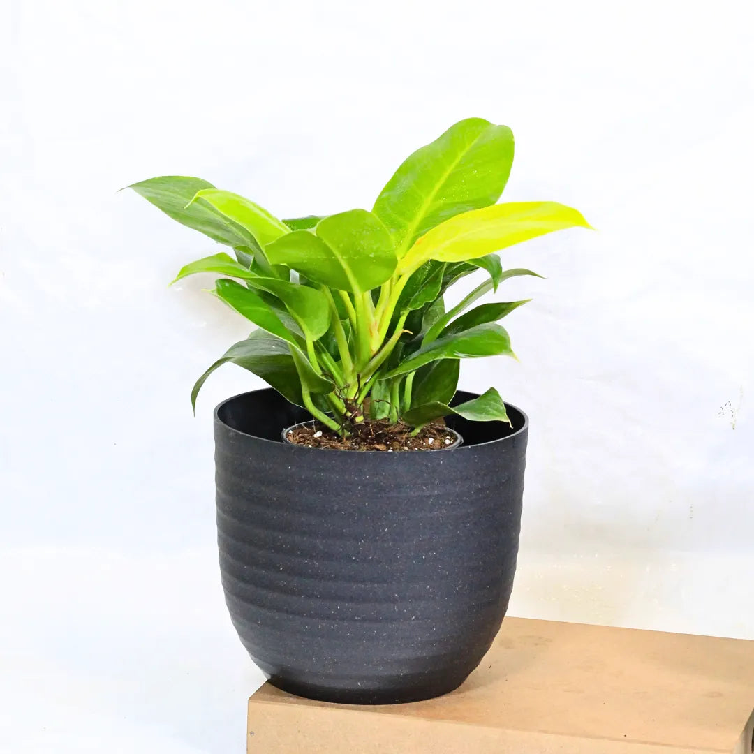 Buy Philodendron Moonshine / Moonlight - Plant Online at Lalitenterprise
