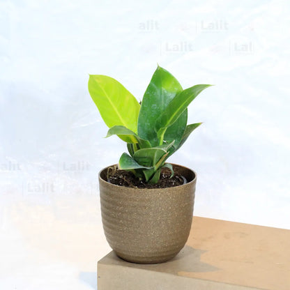 Buy Philodendron Moonshine / Moonlight - Plant Online at Lalitenterprise
