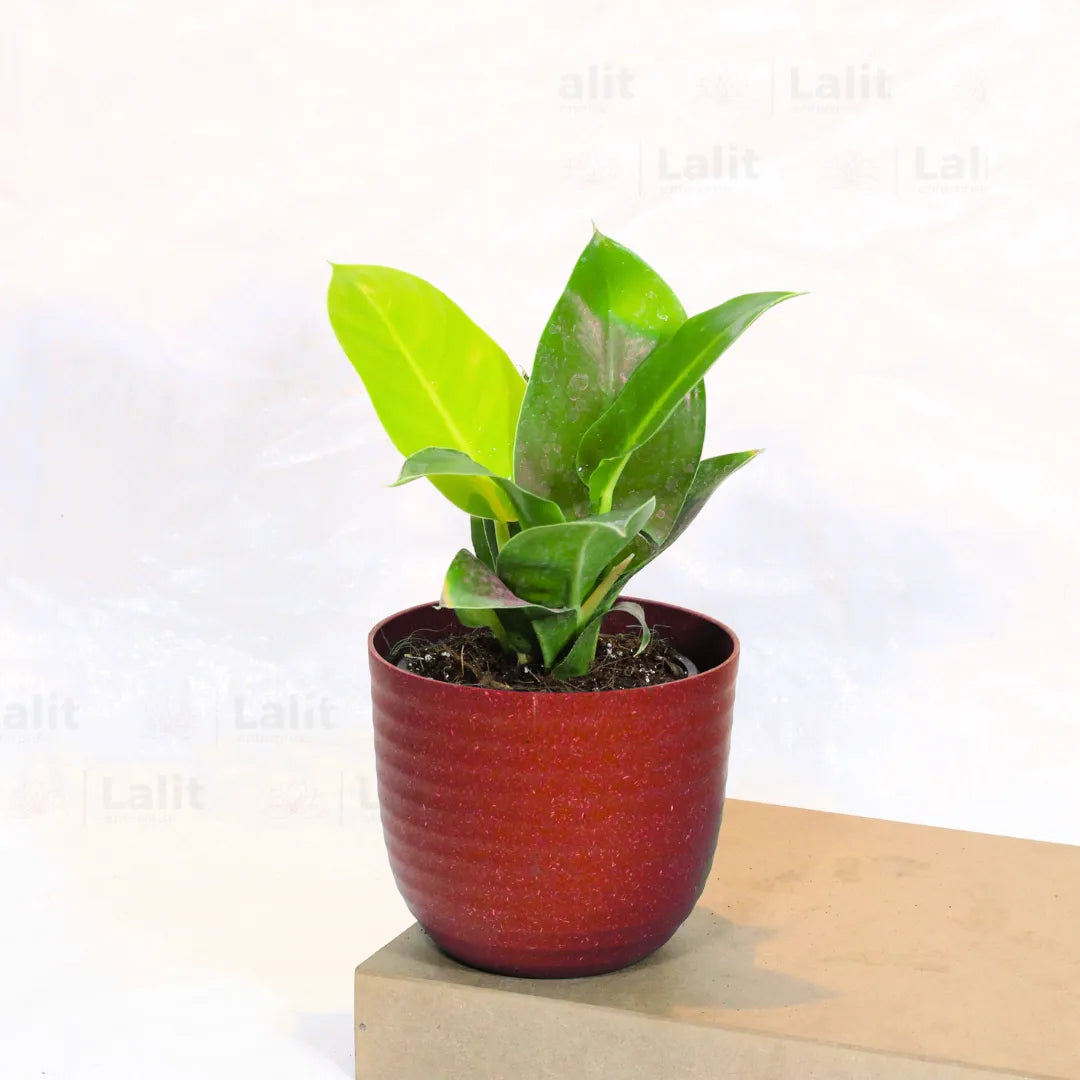 Buy Philodendron Moonshine / Moonlight - Plant Online at Lalitenterprise
