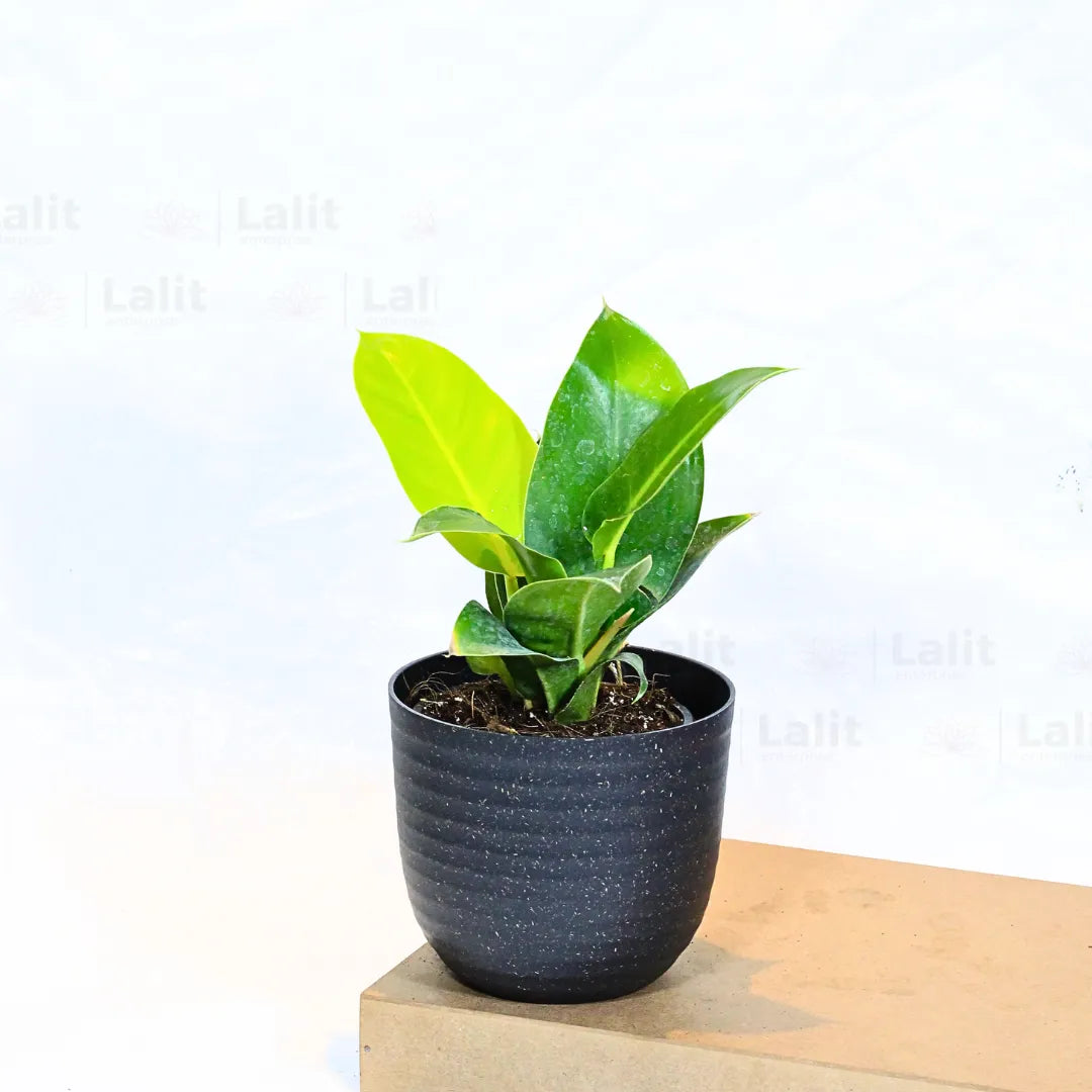 Buy Philodendron Moonshine / Moonlight - Plant Online at Lalitenterprise
