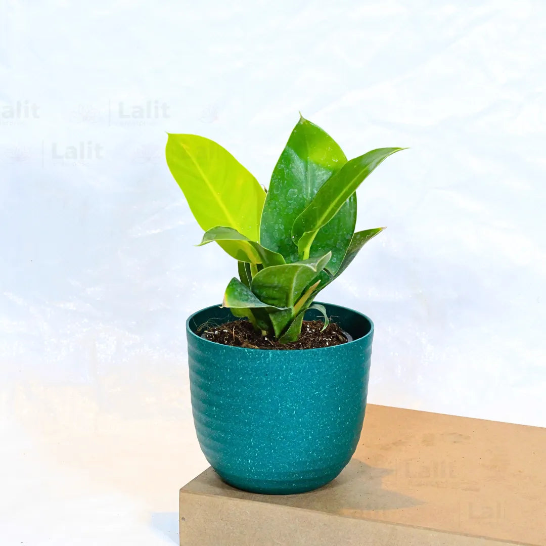 Buy Philodendron Moonshine / Moonlight - Plant Online at Lalitenterprise
