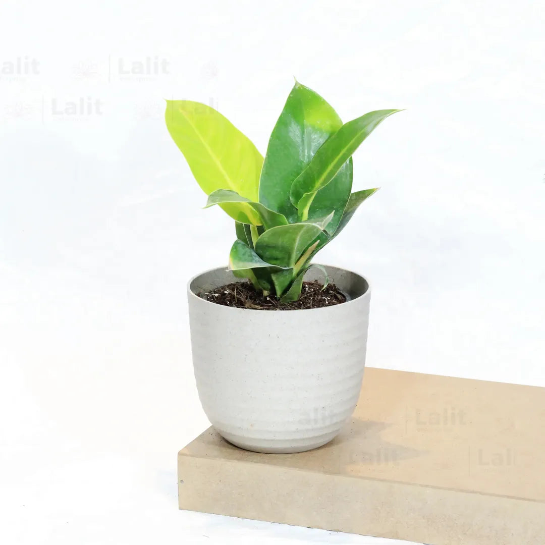 Buy Philodendron Moonshine / Moonlight - Plant Online at Lalitenterprise
