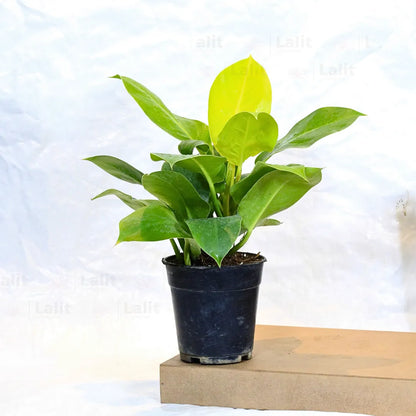 Buy Philodendron Moonshine / Moonlight - Plant Online at Lalitenterprise