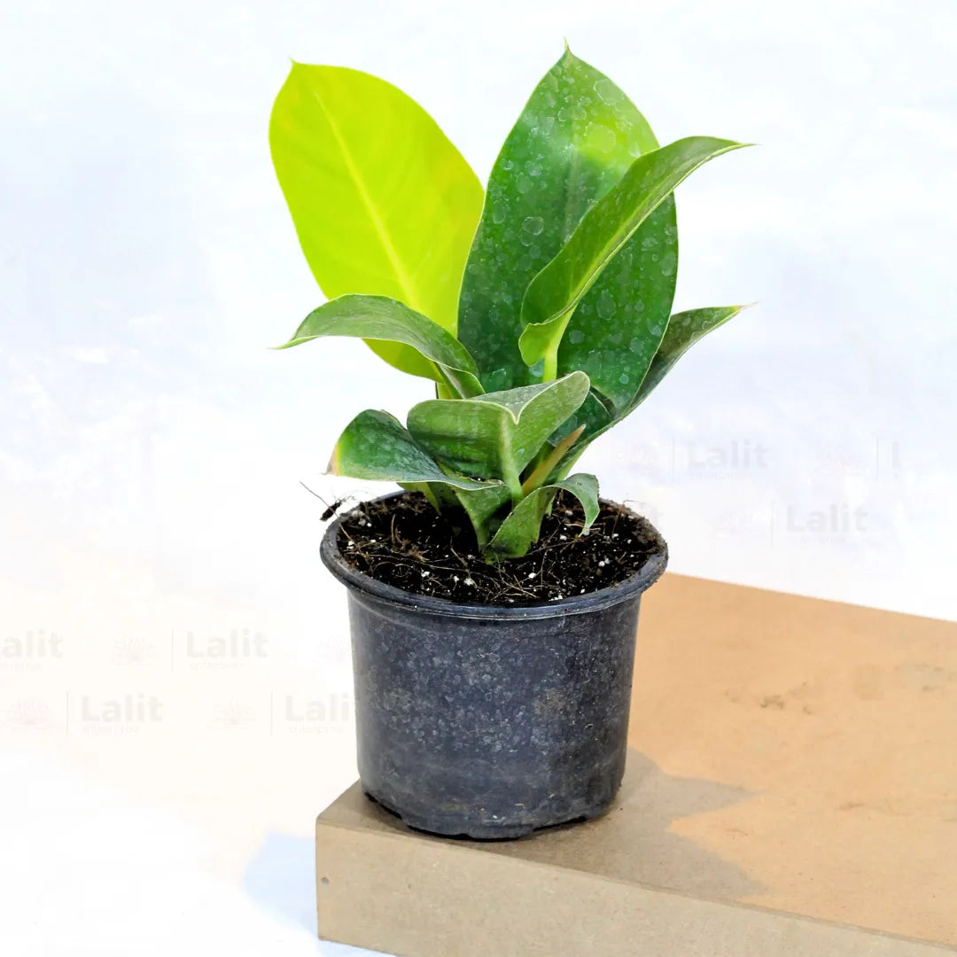 Buy Philodendron Moonshine / Moonlight - Plant Online at Lalitenterprise