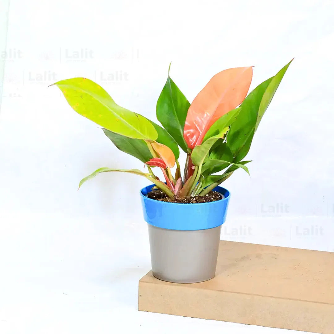 Buy Philodendron ‘Prince of Orange’ - Plant Online at Lalitenterprise