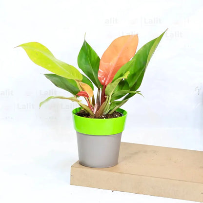 Buy Philodendron ‘Prince of Orange’ - Plant Online at Lalitenterprise