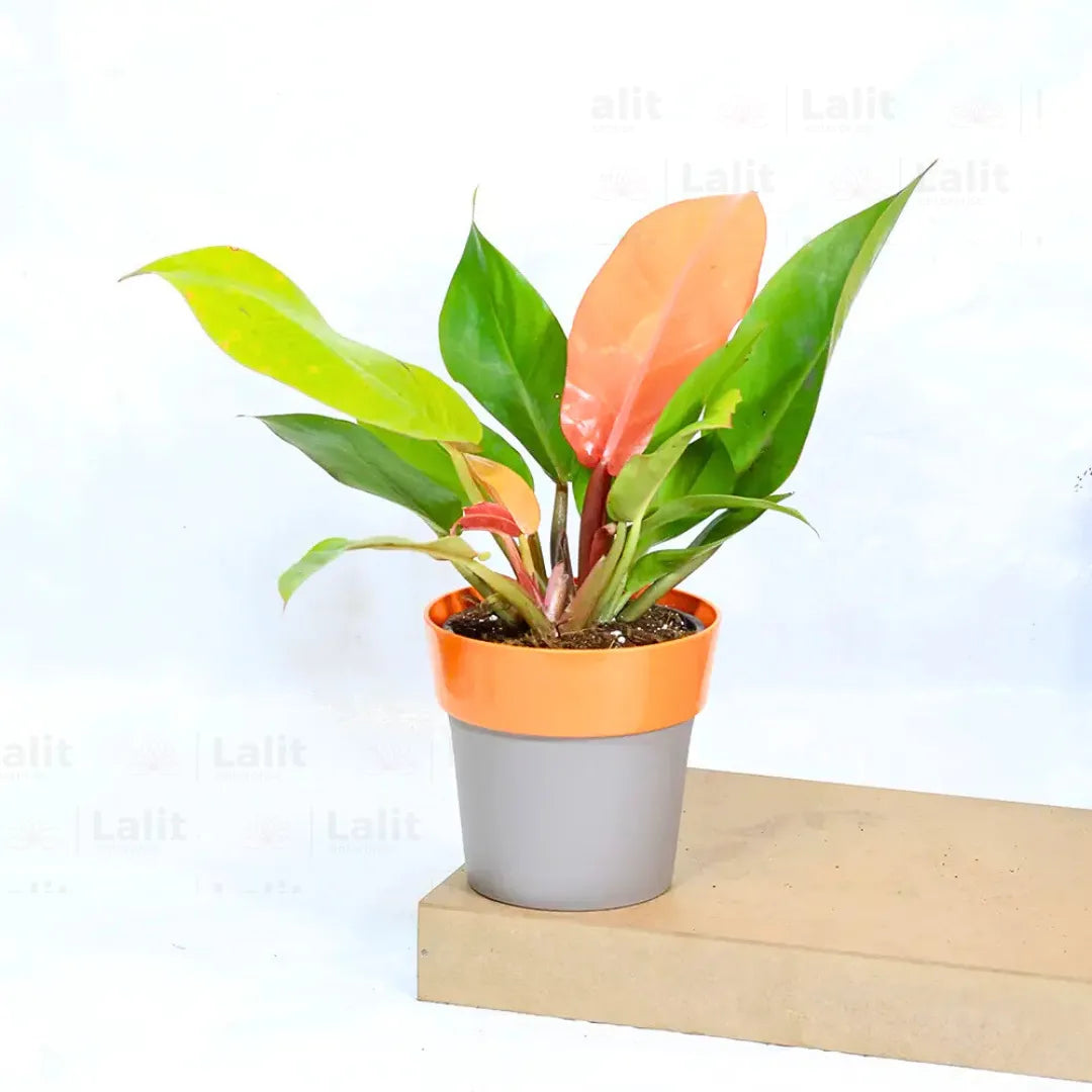 Buy Philodendron ‘Prince of Orange’ - Plant Online at Lalitenterprise