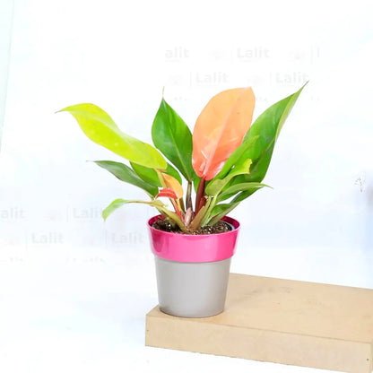 Buy Philodendron ‘Prince of Orange’ - Plant Online at Lalitenterprise