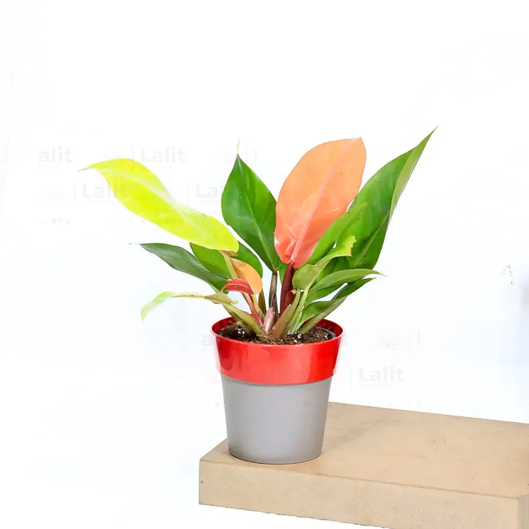 Buy Philodendron ‘Prince of Orange’ - Plant Online at Lalitenterprise