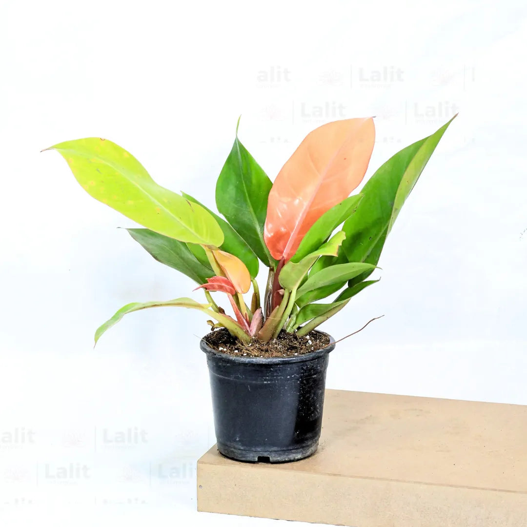 Buy Philodendron ‘Prince of Orange’ - Plant Online at Lalitenterprise