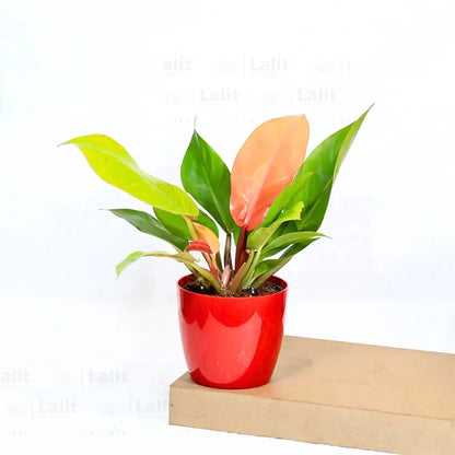 Buy Philodendron ‘Prince of Orange’ - Plant Online at Lalitenterprise