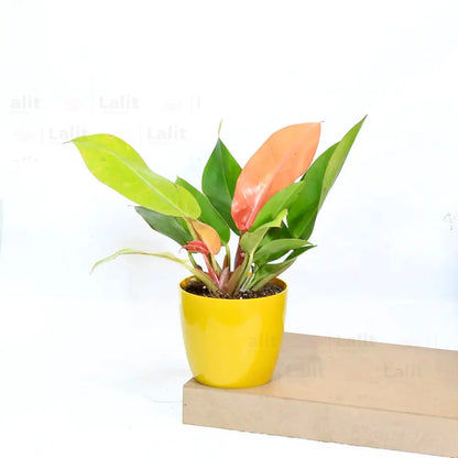 Buy Philodendron ‘Prince of Orange’ - Plant Online at Lalitenterprise