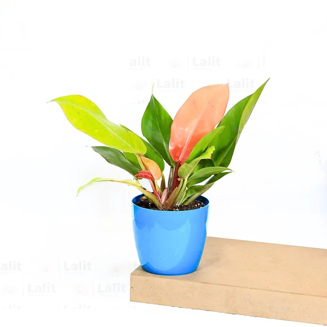 Buy Philodendron ‘Prince of Orange’ - Plant Online at Lalitenterprise