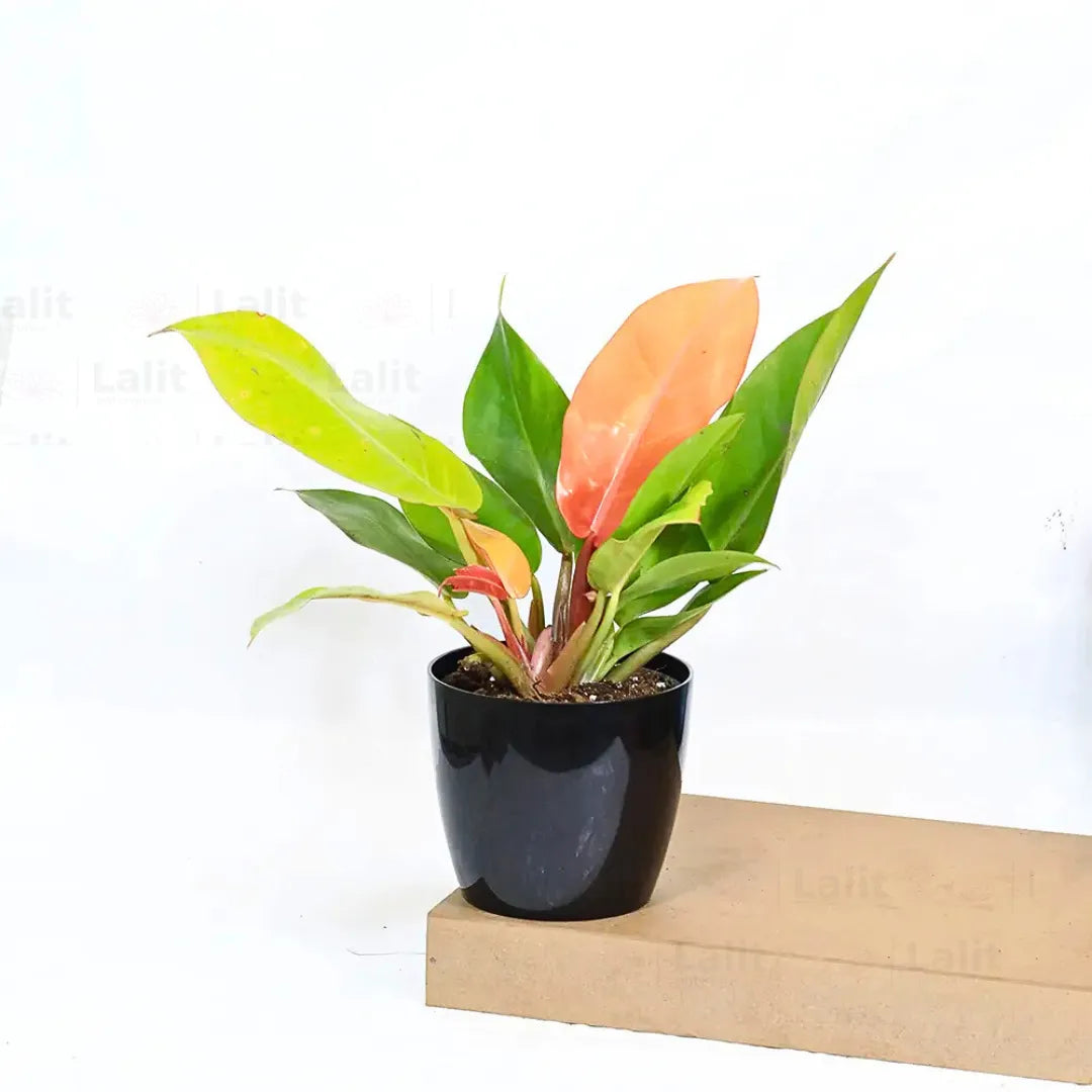 Buy Philodendron ‘Prince of Orange’ - Plant Online at Lalitenterprise